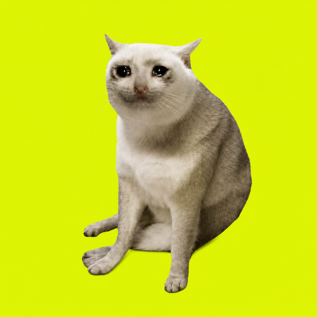 Cashcat